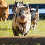 Piggy Smalls - Original Hoodie